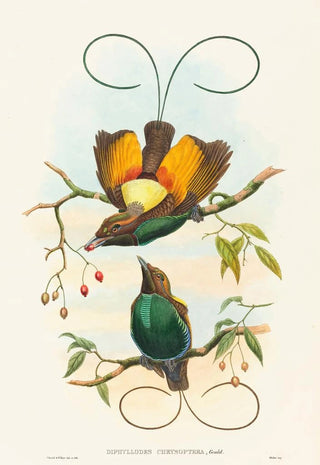 John Gould - Diphyllodes chrysoptera.webp
