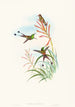 Discura longicauda - John Gould — vy av konstverket