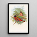 Trogon de Duvaucel - John Gould — inramlat konstverk på väggen