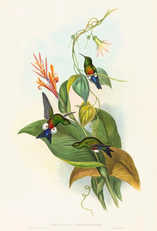 John Gould - Eriocnemis cupreiventris.webp