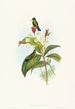 Eucephala caerulea - John Gould — vy av konstverket