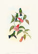 Eucephala smaragdocaerulea - John Gould — vy av konstverket