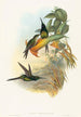 Eugénie kejsarinna - John Gould — vy av konstverket