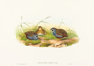John Gould - Excalftoria minima.webp