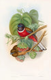 Trogon fascié - John Gould — vy av konstverket