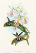 Glaucis fraseri - John Gould — vy av konstverket