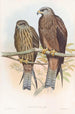 Milan de Govinda - John Gould — vy av konstverket
