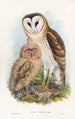Effraie des herbes - John Gould — vy av konstverket