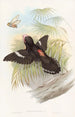 den stora eurylaimen - John Gould — vy av konstverket