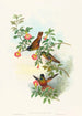 Helianthea eos - John Gould — vy av konstverket