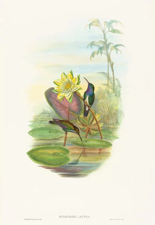 John Gould - Hylocharis lactea.webp