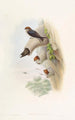 Hirondelle des falaises indienne - John Gould — vy av konstverket