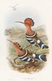 Huppe indienne - John Gould — vy av konstverket