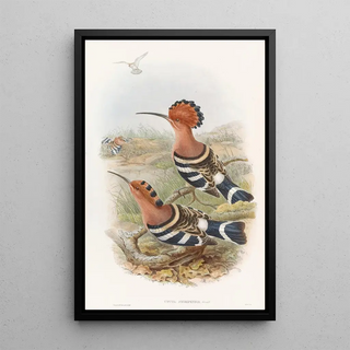 John Gould - Indian Hoopoe.webp