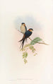 Hirondelle de mosquée indienne - John Gould — vy av konstverket