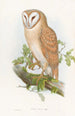 Petit-duc indien - John Gould — vy av konstverket