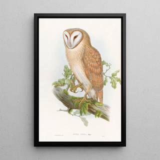 John Gould - Indian Screech Owl.webp