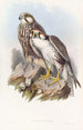 Faucon Jugger - John Gould — vy av konstverket