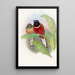 Trogon Kasumba - John Gould — inramlat konstverk på väggen