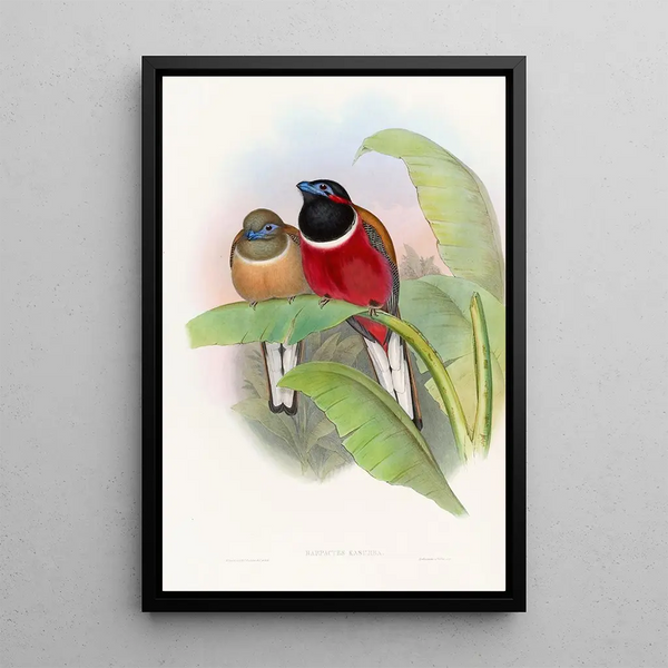 John Gould - Kasumba Trogon.webp