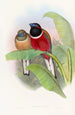 Trogon Kasumba - John Gould — vy av konstverket