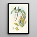 Lesbia Amaryllis - John Gould — inramlat konstverk på väggen
