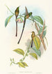 Lesbia Amaryllis - John Gould — vy av konstverket