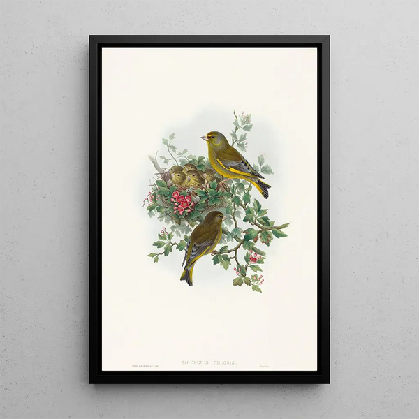 John Gould - Ligurinus chloris.webp