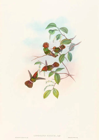 John Gould - Lophornas reginae.webp