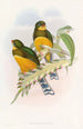 Trogon de Macklot - John Gould — vy av konstverket