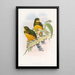Trogon de Macklot - John Gould — inramlat konstverk på väggen
