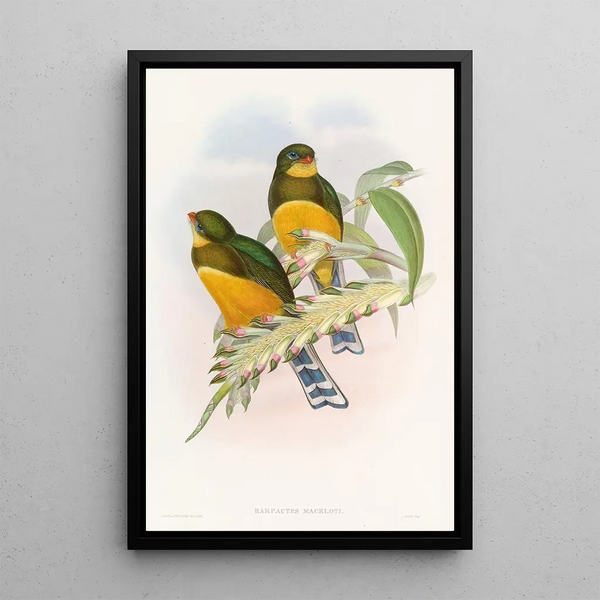 John Gould - Macklots Trogon.webp