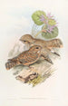 Engoulevent Mahratta - John Gould — vy av konstverket