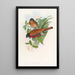Trogon de Malacca - John Gould — inramlat konstverk på väggen