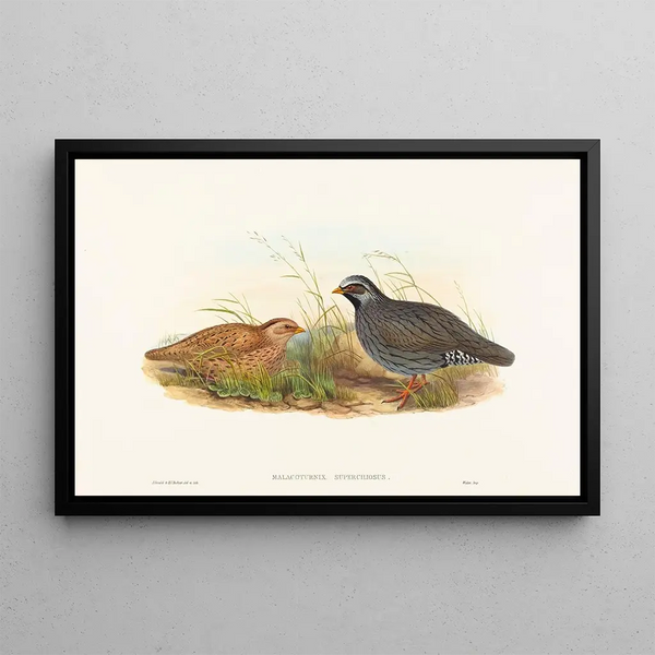 Malacoturnix superciliosus - John Gould — inramlat konstverk på väggen
