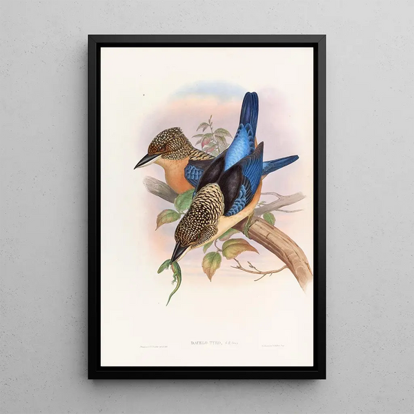 John Gould - Mantled Kingfisher.webp