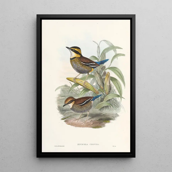 John Gould - Monograph of the Pittidae Pl02.webp