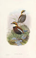 Monografi av Pittidae Pl03 - John Gould — vy av konstverket