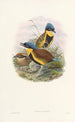 Monografi av Pittidae Pl05 - John Gould — vy av konstverket