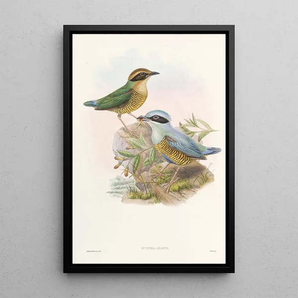 John Gould - Monograph of the Pittidae Pl06.webp