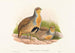 Perdix barbata - John Gould — vy av konstverket