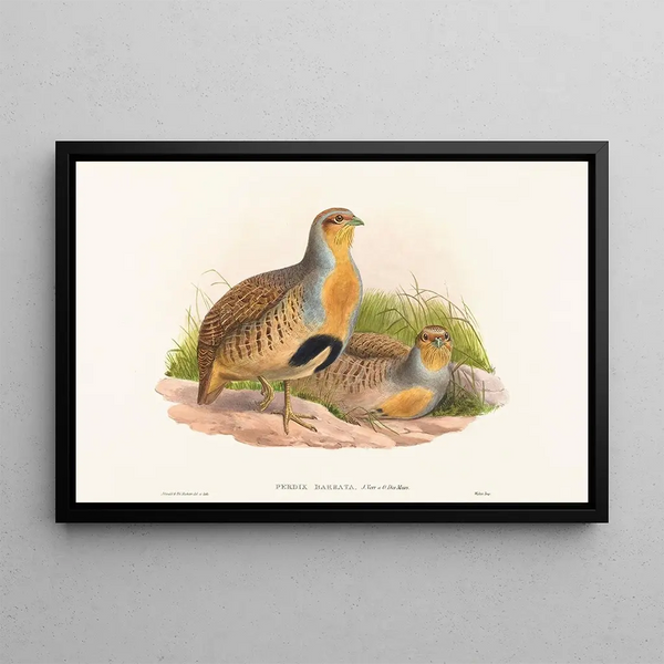 Perdix barbata - John Gould — inramlat konstverk på väggen