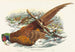 Phasianus colchicus - John Gould — vy av konstverket