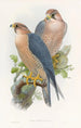 Faucon à nuque rouge - John Gould — vy av konstverket