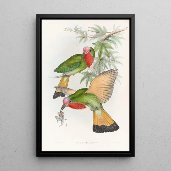 John Gould - Redthroated Nyctiornis.webp