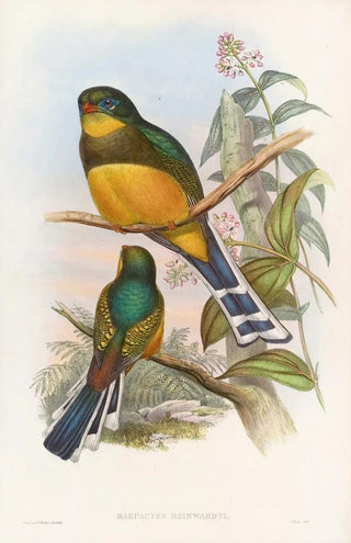 John Gould - Reinwardts Trogon.webp