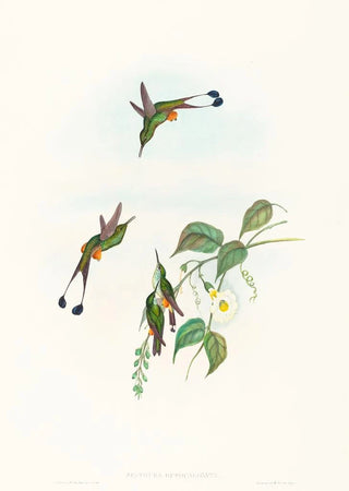 John Gould - Spathura rufocaligata.webp