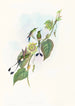 Spathura d'Underwood - John Gould — vy av konstverket