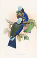 Rollier de Temminck - John Gould — vy av konstverket