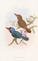 Martin-pêcheur de Tenasserim - John Gould — vy av konstverket